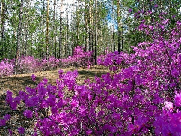 Цветение багульника в Забайкалье