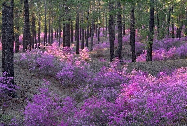 Цветение багульника на алтае фото